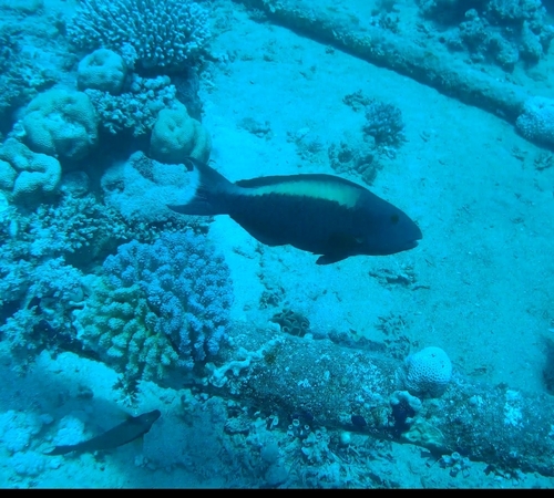 Cetoscarus bicolor observed 2026-09-01