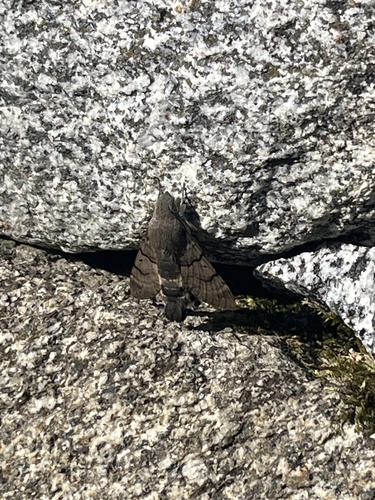 Eurasian Hummingbird Hawkmoth