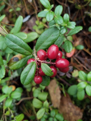 Lingonberry