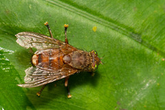 Bengaliinae