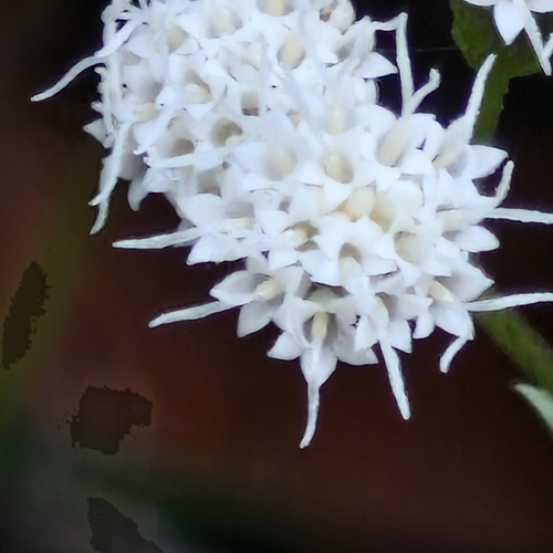 Ageratina riparia, photograph 2