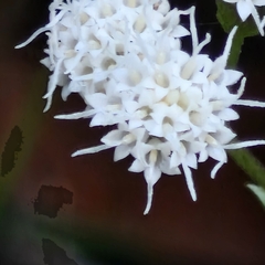 Ageratina riparia, photograph (c) ronavery, some rights reserved (CC BY)