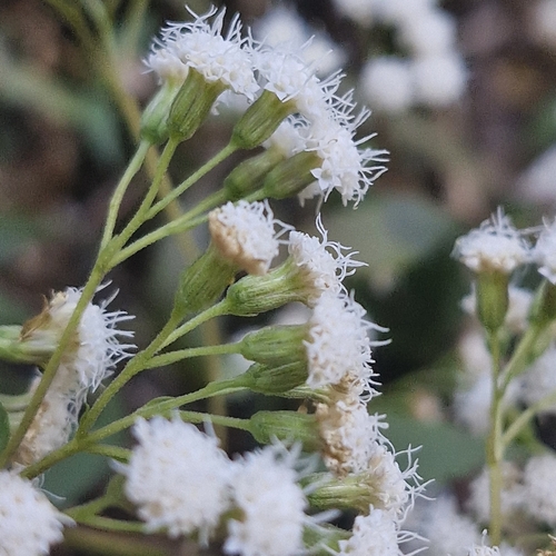Ageratina riparia, photograph 3