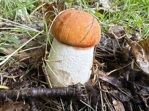 Leccinum leucopodium