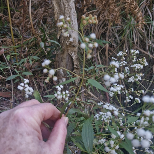 Ageratina riparia, photograph 4