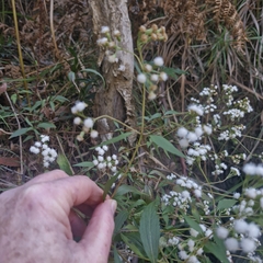 Ageratina riparia, photograph (c) ronavery, some rights reserved (CC BY)