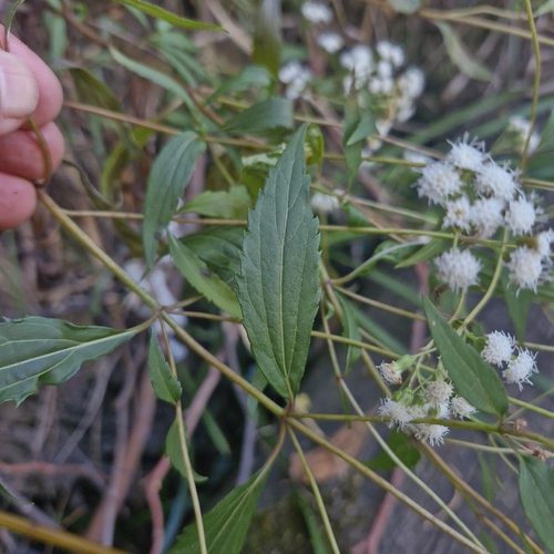 Ageratina riparia, photograph 5
