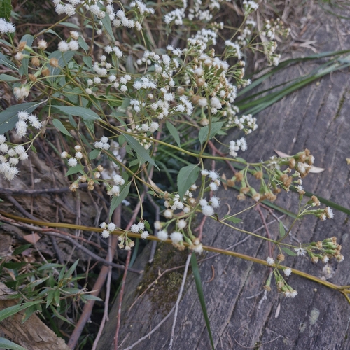 Ageratina riparia, photograph 6
