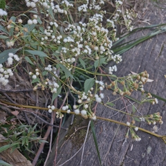Ageratina riparia, photograph (c) ronavery, some rights reserved (CC BY)