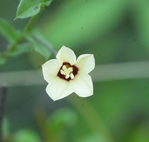 Xenostegia tridentata, photograph 1