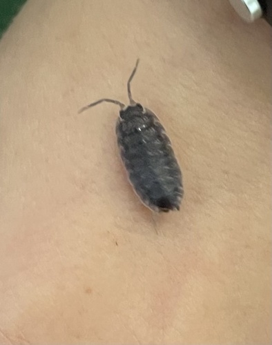 Common Rough Woodlouse