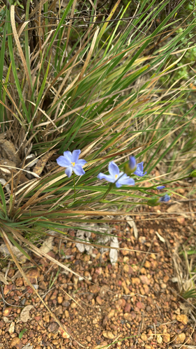 Orthrosanthus laxus, photograph 1