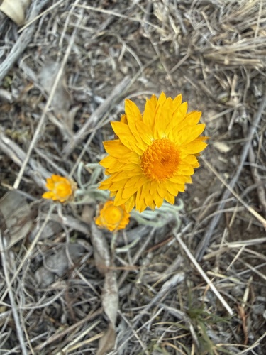 hoary sunray