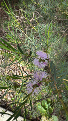 Melaleuca radula