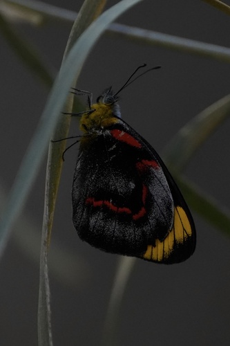Black Jezebel