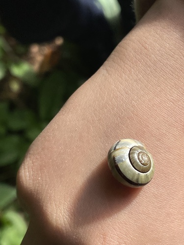 Brown-lipped Snail