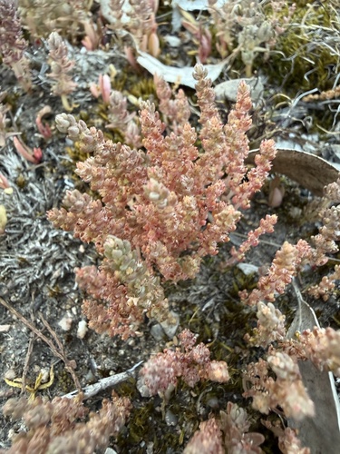 Australian Stonecrop