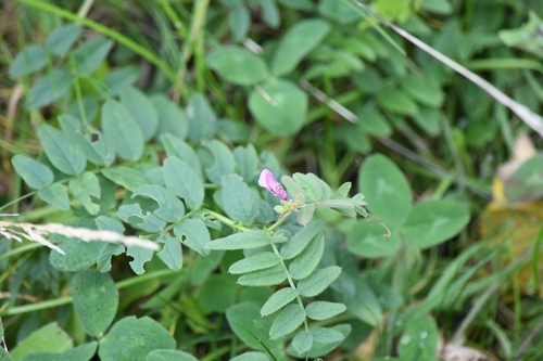 Bush Vetch