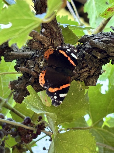 Red Admiral