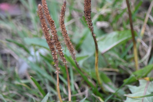 greater plantain