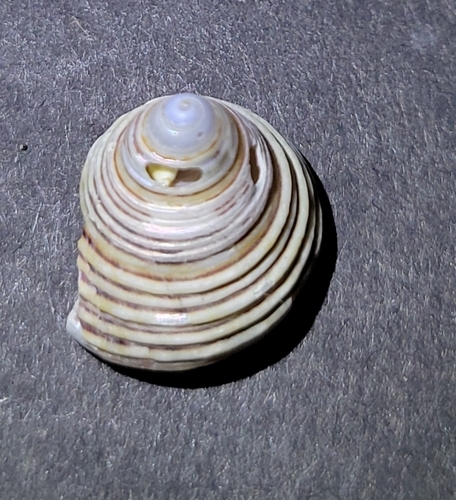 Calliostoma canaliculatum, 2026-09-18
