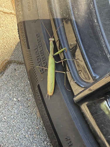 European Mantis