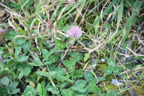 Red Clover