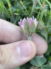 Trifolium stellatum