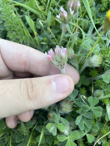 Trifolium stellatum, photograph 2
