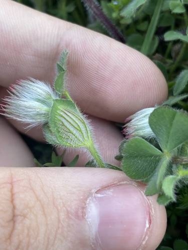 Trifolium stellatum, photograph 3