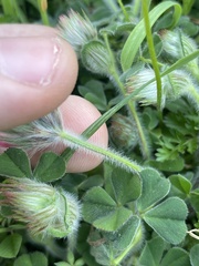 Trifolium stellatum, photograph author not stated, no rights reserved