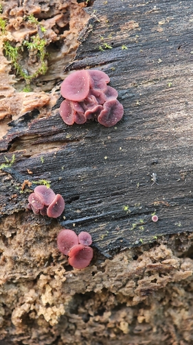 Ascocoryne cylichnium