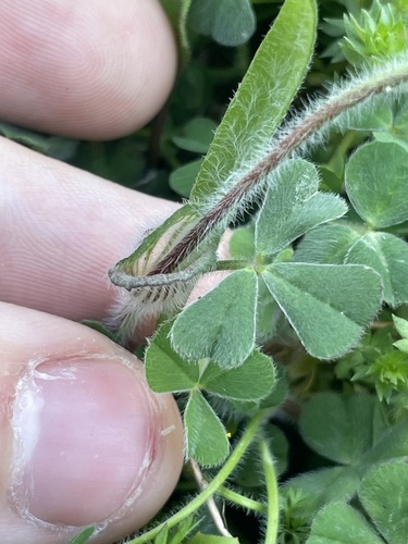 Trifolium stellatum, photograph 6