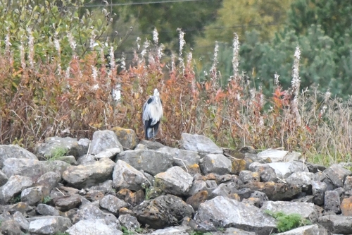 Western Grey Heron