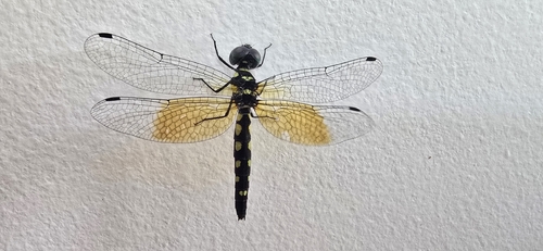 Pigmy Skimmer