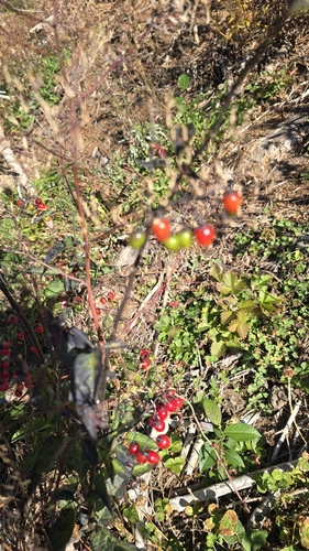 bittersweet nightshade