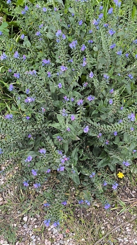viper's-bugloss