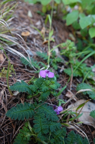 Pedicularis gruina