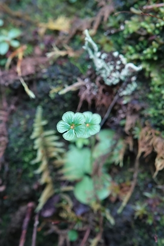 Parnassia tenella