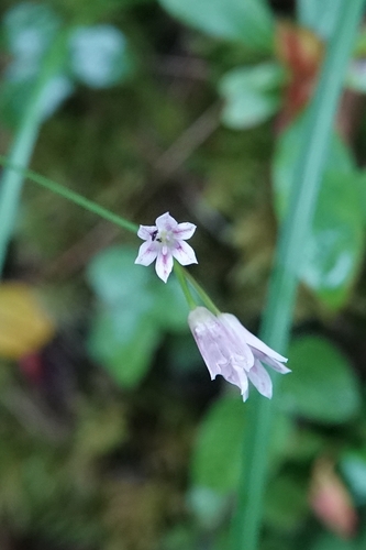 Allium mairei