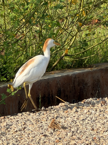 Western Cattle-Egret