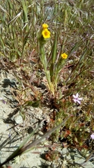 Amsinckia tessellata