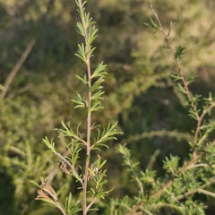 Kunzea ambigua