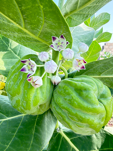 giant milkweed