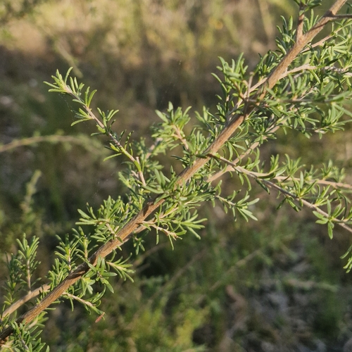 Kunzea ambigua, photograph 1