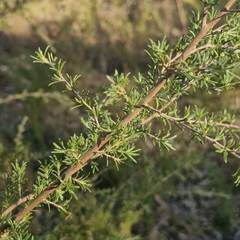 Kunzea ambigua, photograph (c) ronavery, some rights reserved (CC BY)