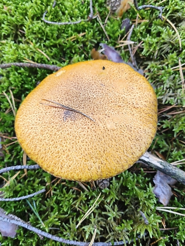 Velvet Bolete