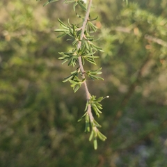 Kunzea ambigua, photograph (c) ronavery, some rights reserved (CC BY)
