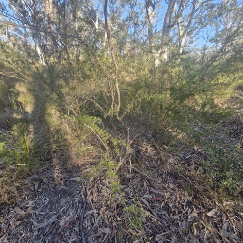 Kunzea ambigua, photograph 3