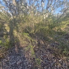 Kunzea ambigua, photograph (c) ronavery, some rights reserved (CC BY)